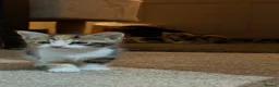 Mixed Breed cats for sale: 4 boy kittens looking for their loving home  - Advert 19
