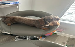 Miniature Dachshund dogs for sale: Miniature Daschund - Image 6
