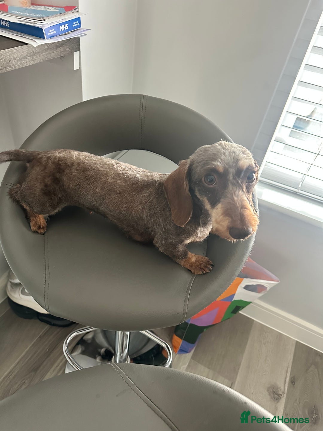 Miniature Dachshund dogs for sale: Miniature Daschund - Image 6