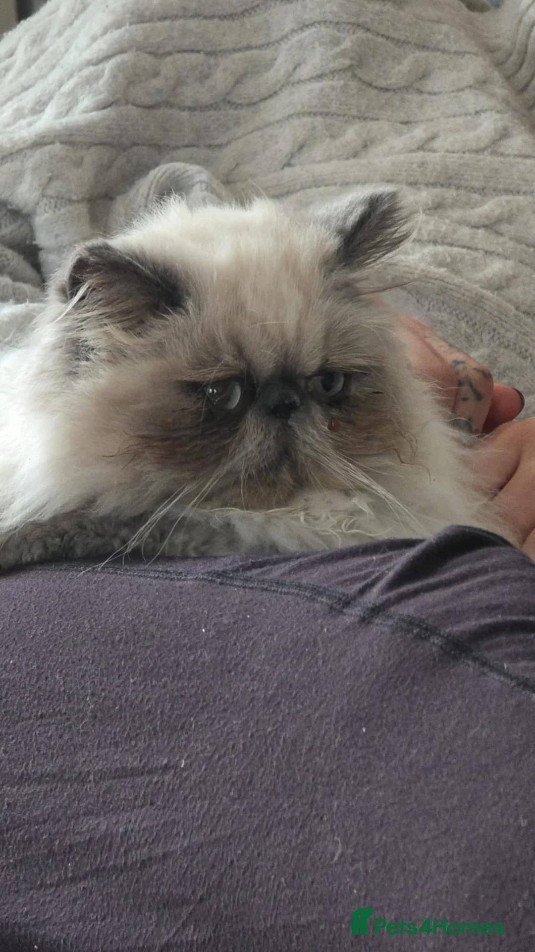 Persian cats for stud: Stunning PERSIAN for STUD in Saint Leonards-on-sea - Advert 5