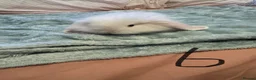 French Lop rabbits for sale: Mini lop x French lop baby’s for sale  - Advert 6