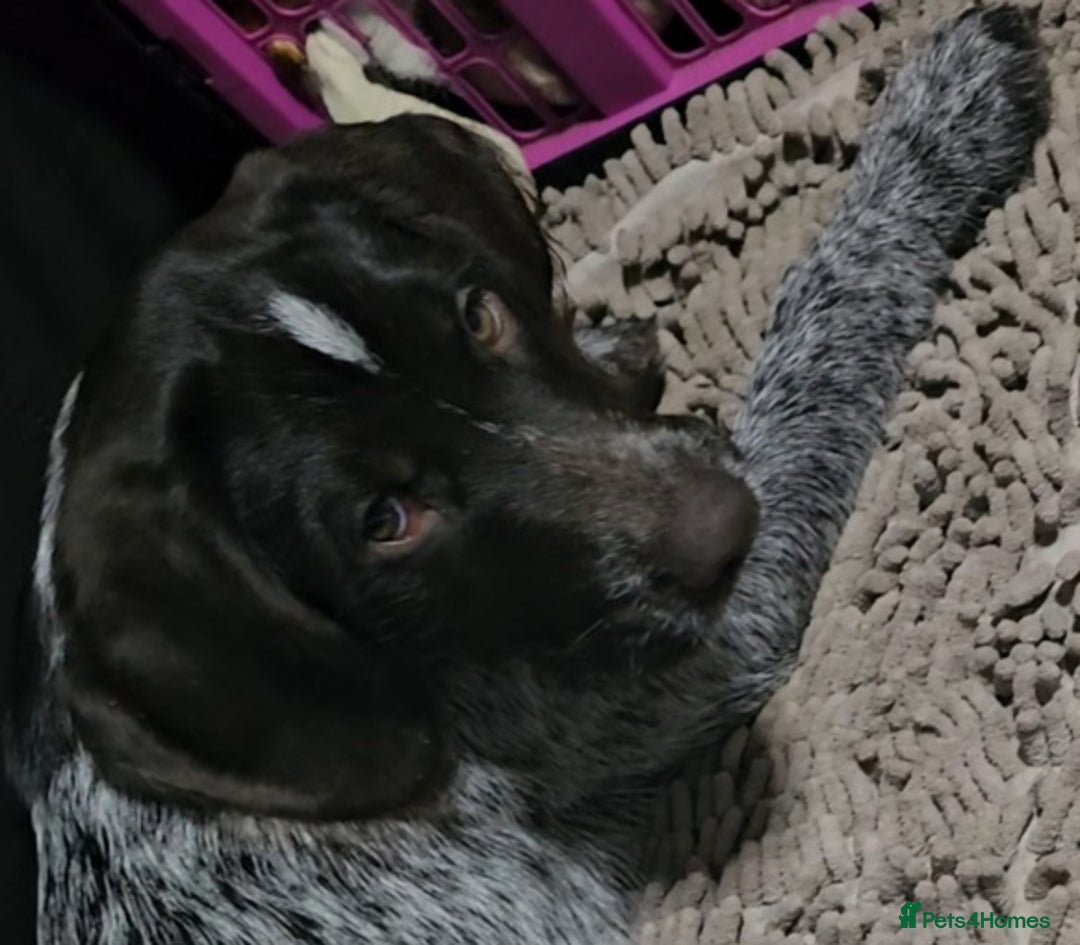 German Wirehaired Pointer dogs for sale: Female German Wirehaired pointer pup - Advert 1