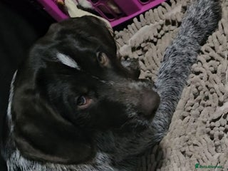 German Wirehaired Pointer dogs Female German Wirehaired pointer pup - Advert 2