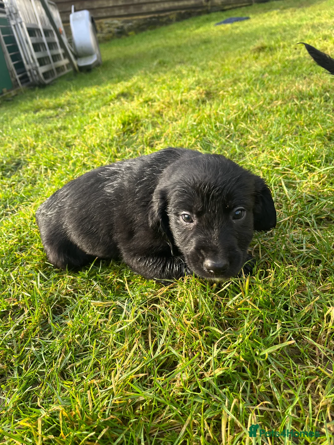 Sprollie dogs for sale: Sprollie puppies  - Advert 11