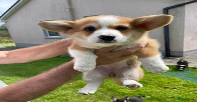 Welsh Corgi Pembroke dogs - Advert 4