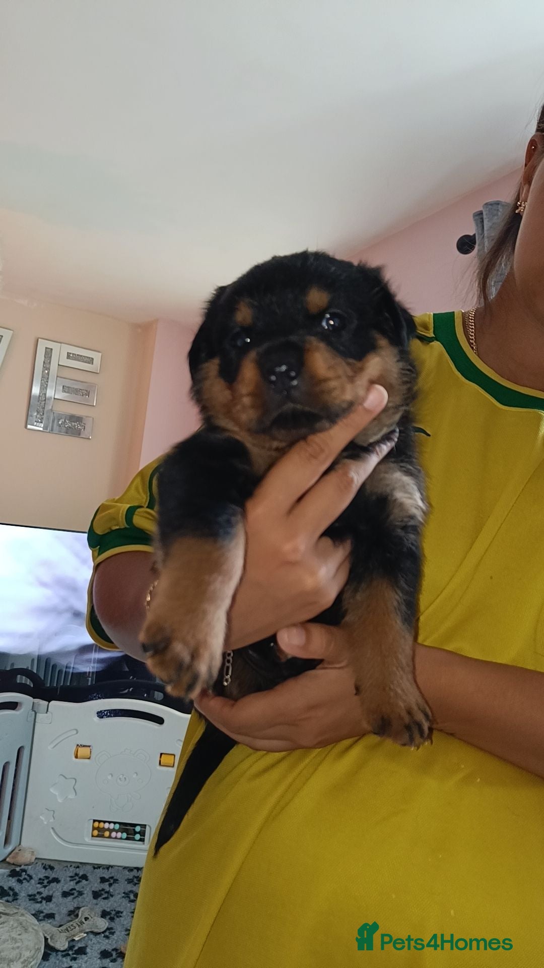 Rottweiler dogs Exceptional huge Rottweiler pups - Advert 2