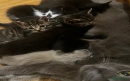 Mixed Breed cats for sale: Adorable Kittens Ready to Leave soon - Advert 2