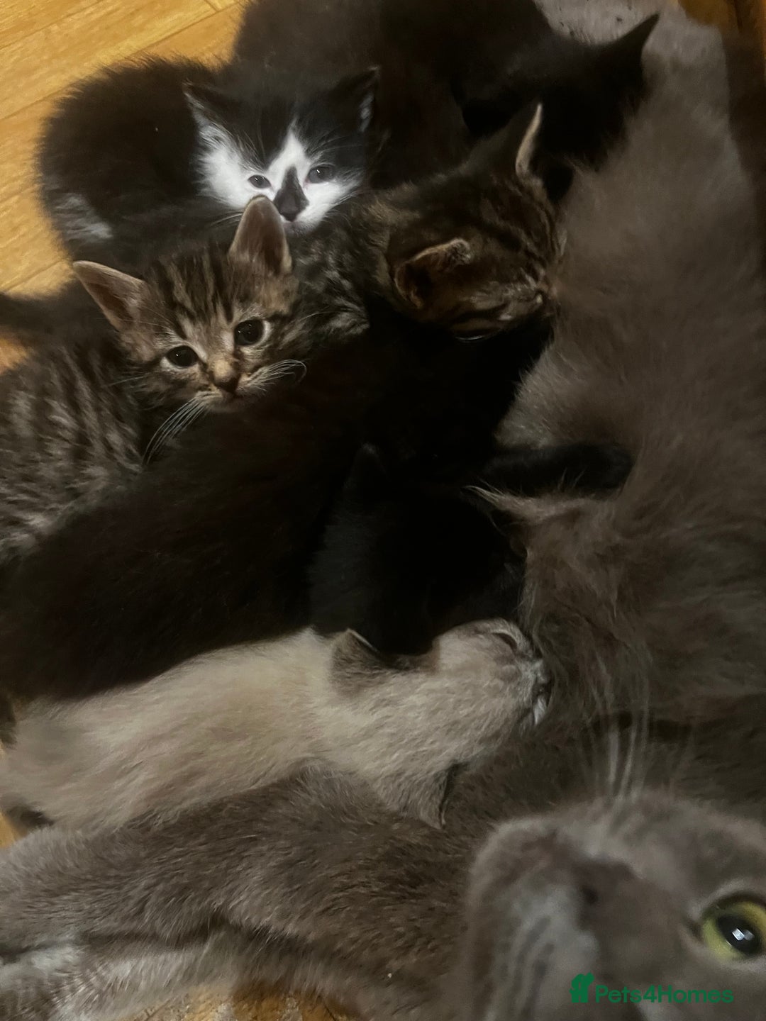 Mixed Breed cats for sale: Adorable Kittens Ready to Leave soon - Advert 2