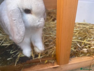 Mini Lop rabbits Mini lop male - Advert 5