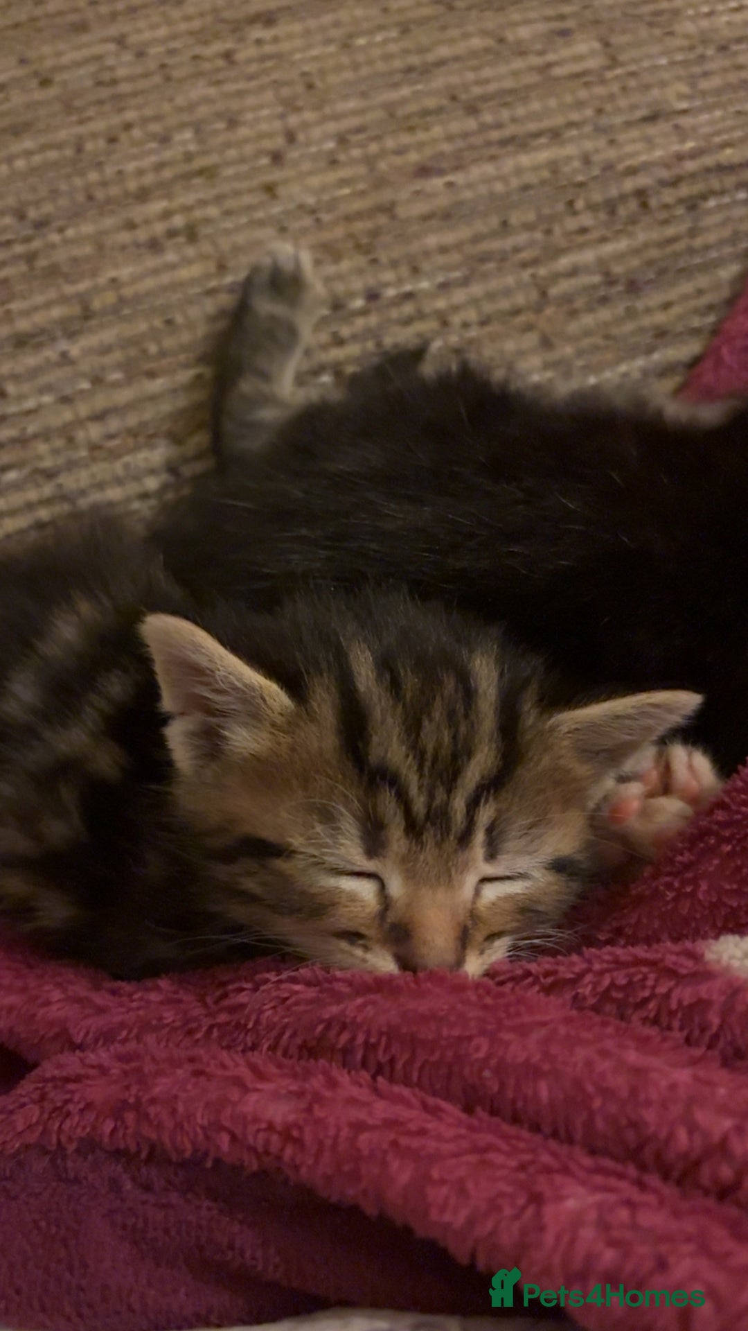 Mixed Breed cats for sale: My lovely cat for sell  - Image 1