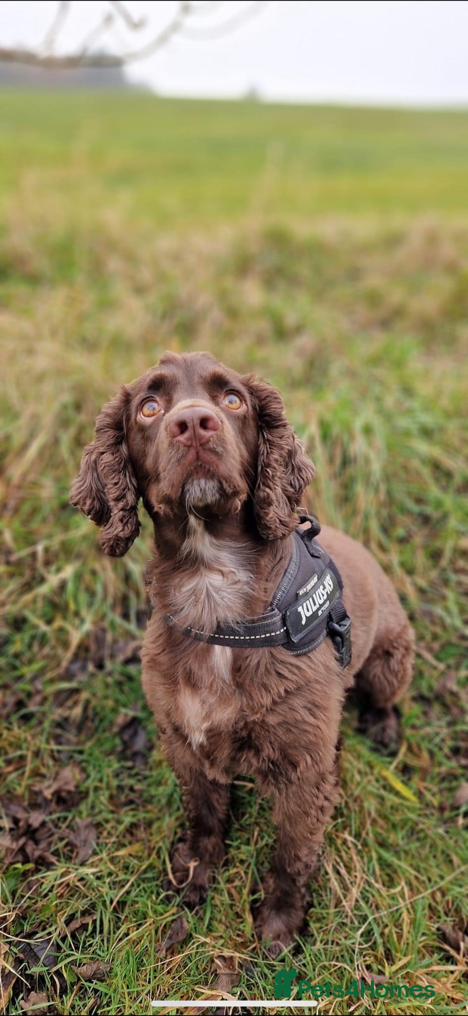 Cocker Spaniel dogs Dusty - 5yr Cocker Spaniel (N) - Advert 3