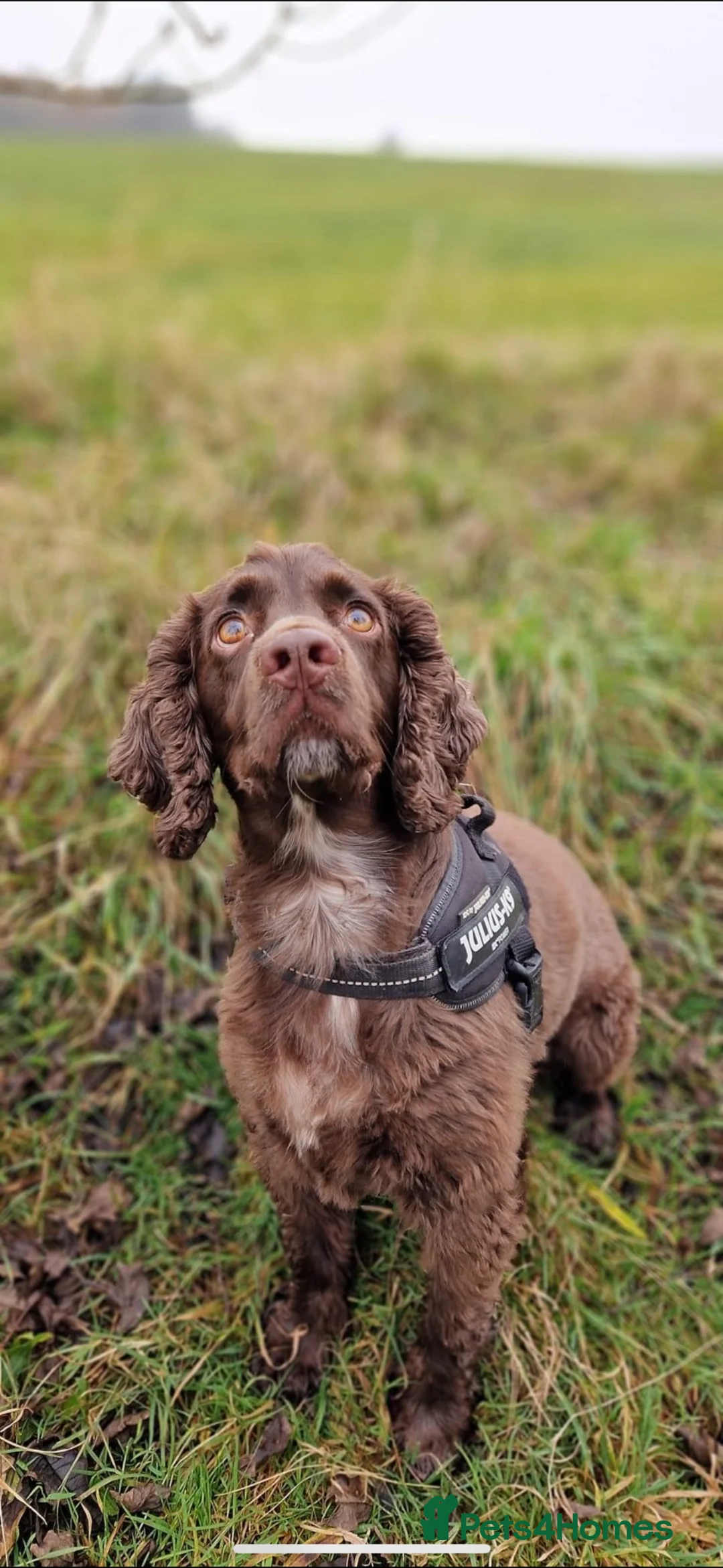 Cocker Spaniel dogs for sale: Dusty - 5yr Cocker Spaniel (N) - Advert 1
