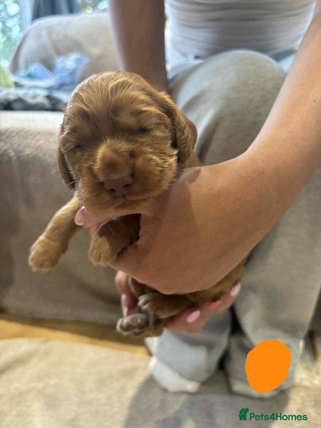 Cocker Spaniel dogs for sale: Working Cocker Spaniel Pups parents DNA tested - Image 22