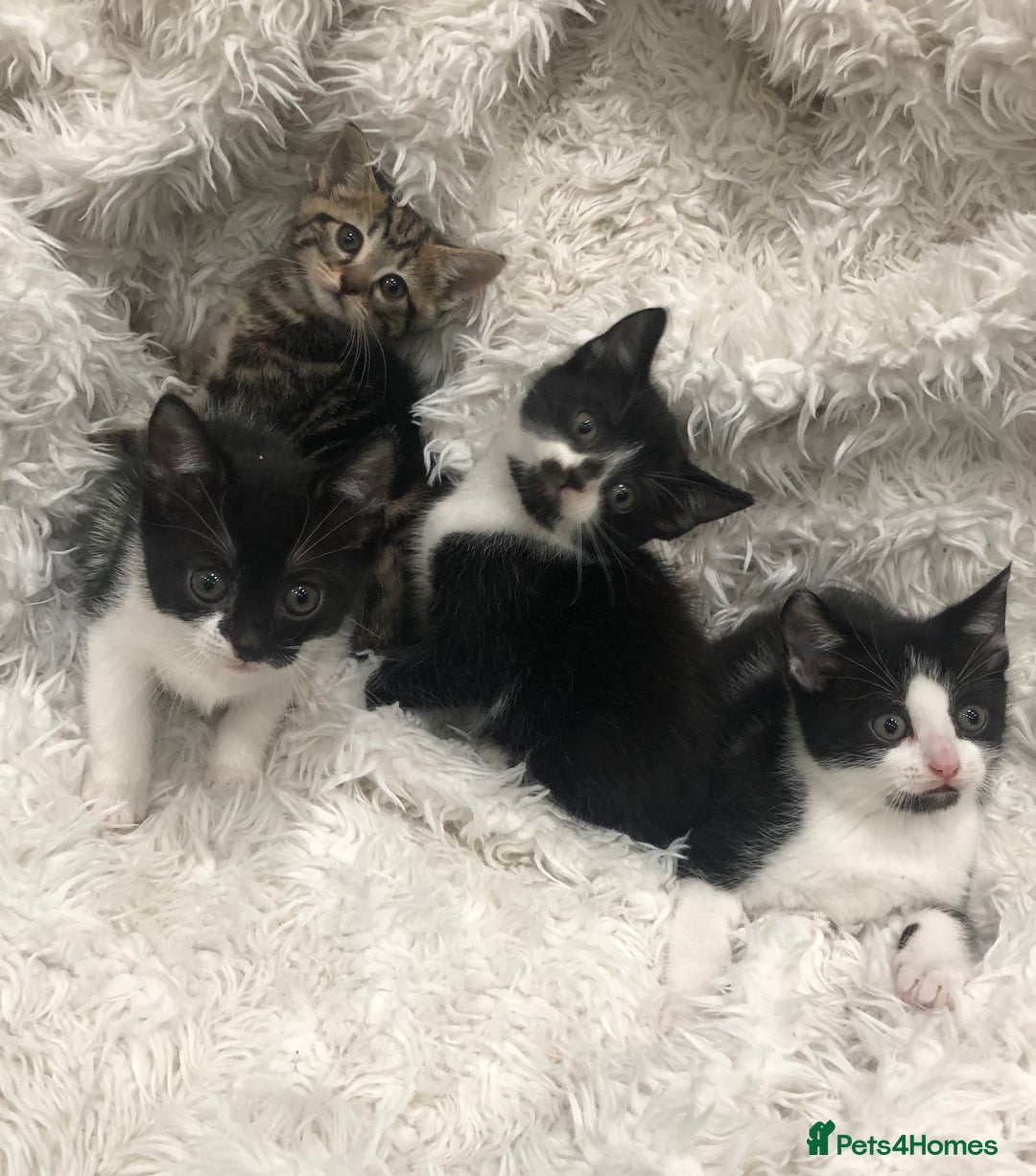 Mixed Breed cats for sale: Lovely kittens 8 weeks old  - Image 14
