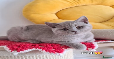 British Shorthair cats - Advert 9