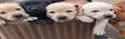 Labrador Retriever dogs for sale: Trained Labradors  - Advert 4