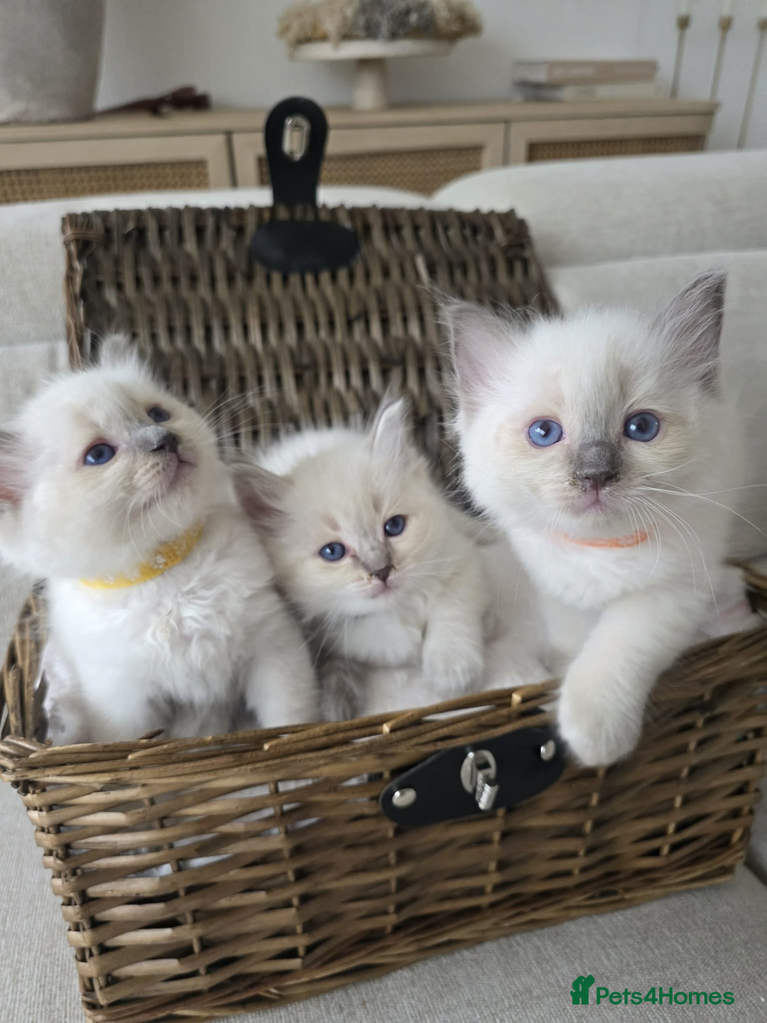 Ragdoll cats for sale: ✨RARE ALL LILAC LITTER GCCF&TICA Ragdoll Kittens✨ - Advert 14