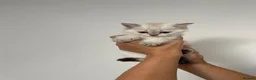 Scottish Fold cats for sale: PUREBRED SCOTTISH FOOD LONGHAIR & SHORTHAIR KITTEN - Advert 25