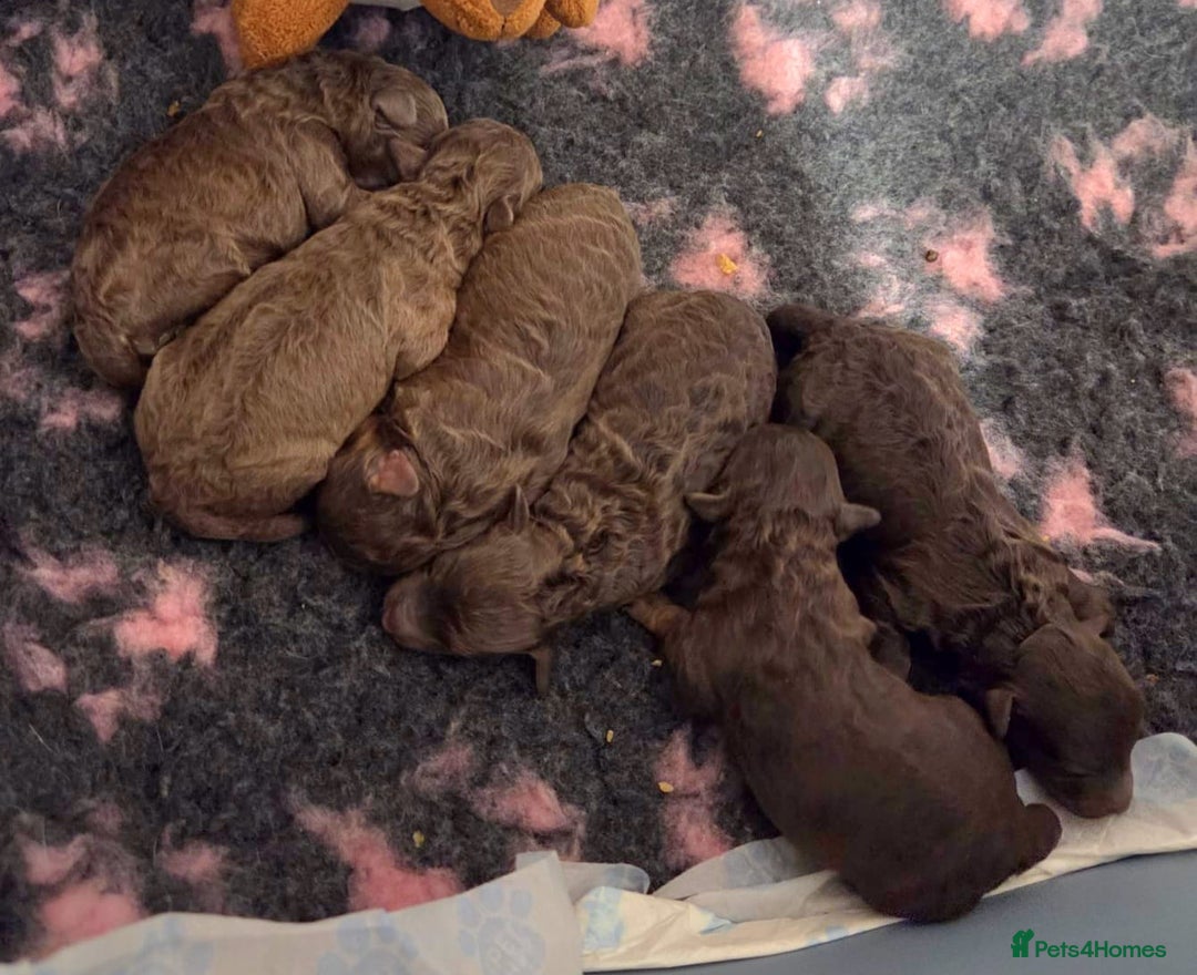 Toy Poodle dogs for sale: Beautiful Toy Poodle Puppies - Advert 17