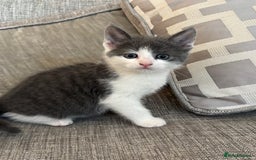 Mixed Breed cats for sale:  BOTH RESERVED boy kittens looking for home  - Image 1