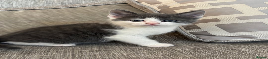 Mixed Breed Kitten 1