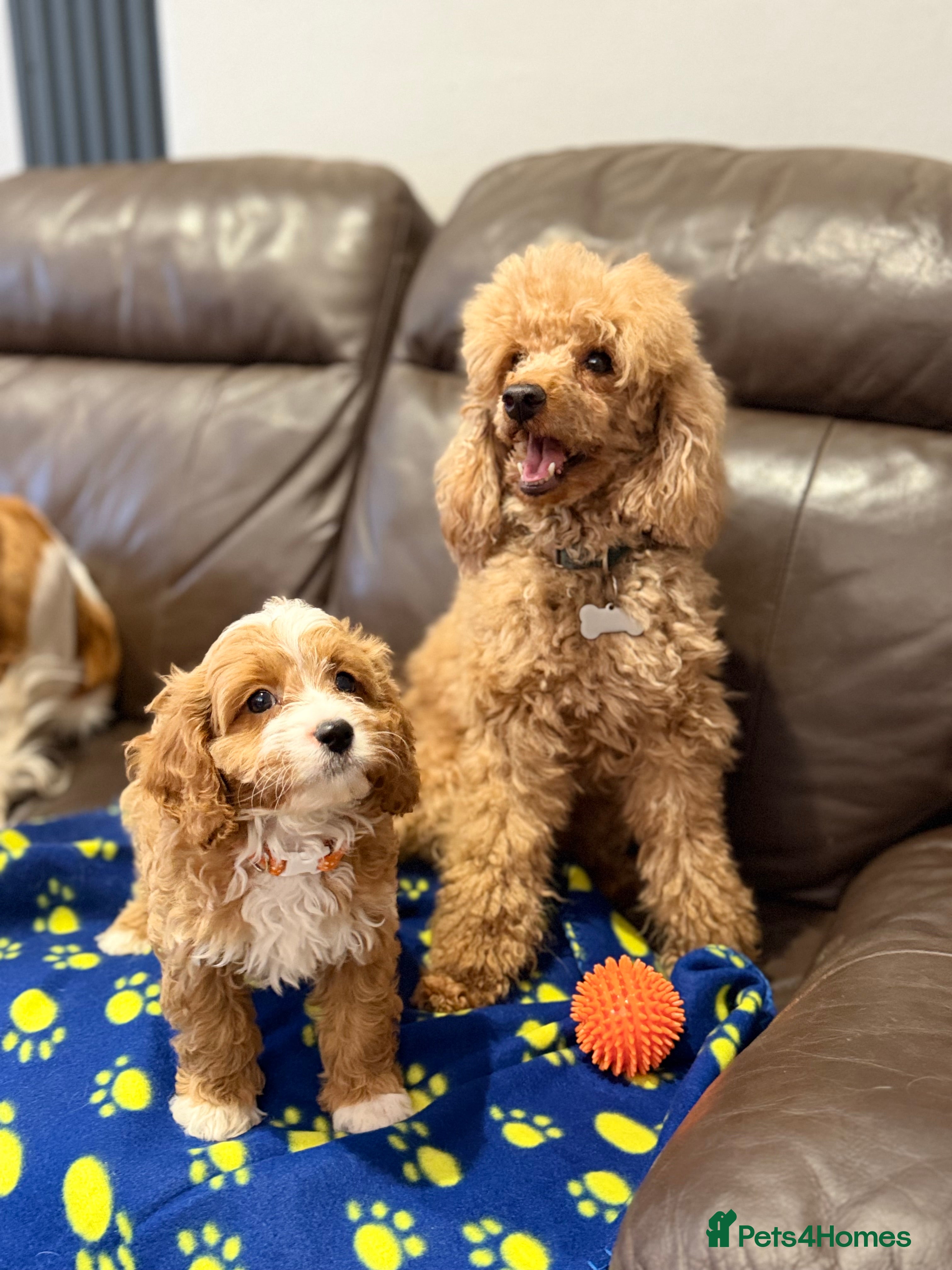 Cavapoo dogs     Male F1 Toy Cavapoos – Health Tested Parents - Advert 2