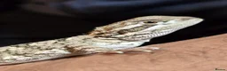 Dragon reptiles for sale: Rankins dragon  - Advert 4