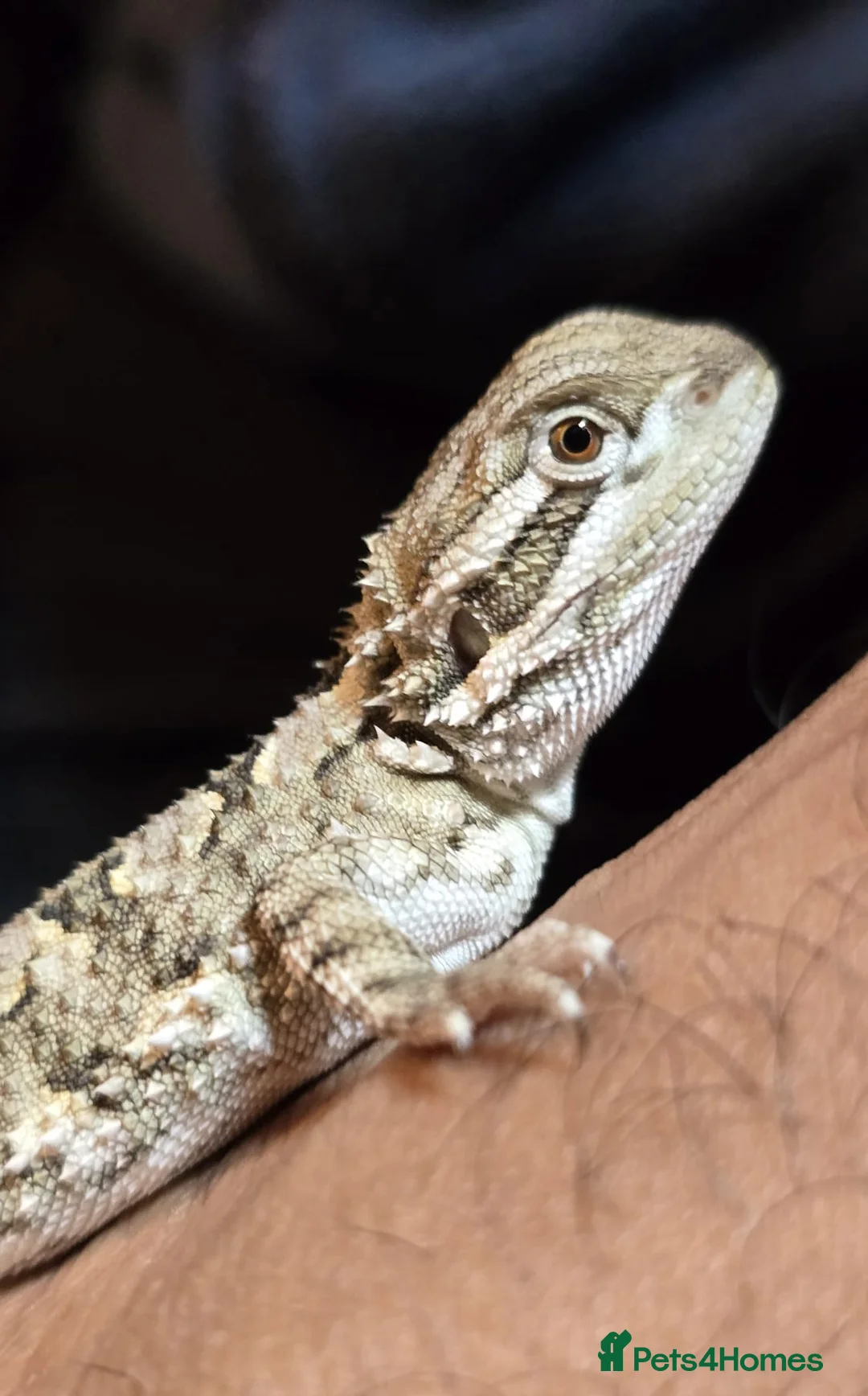 Dragon reptiles for sale: Rankins dragon  - Advert 4