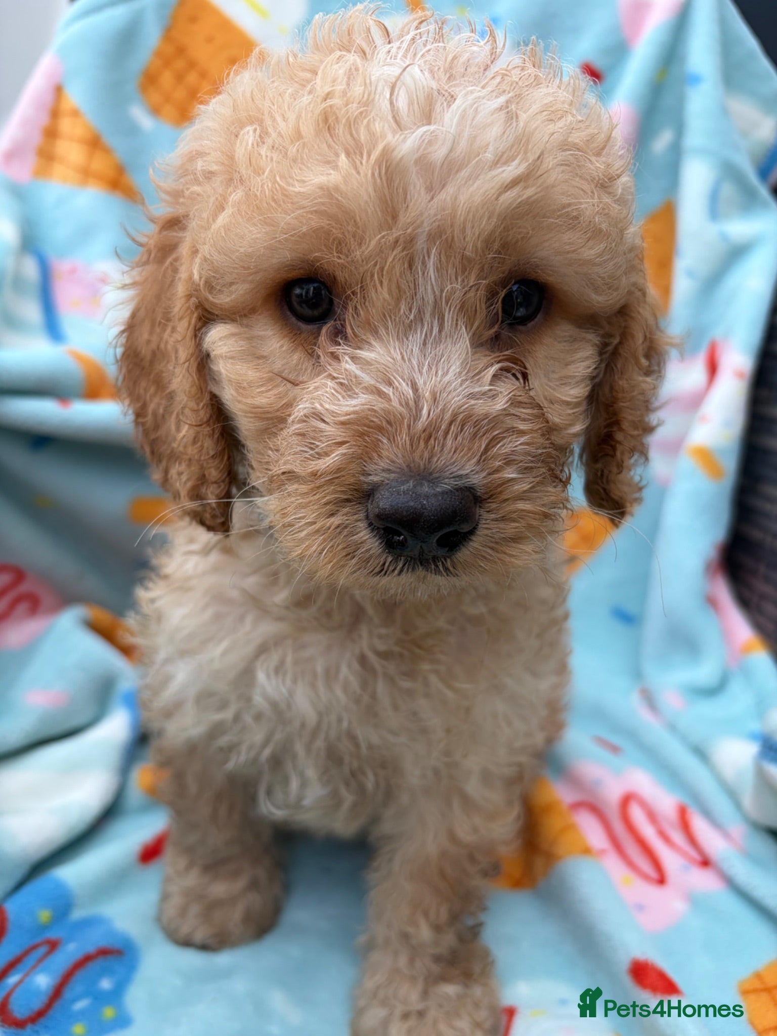 Cockapoo dogs 🐾STUNNING F1 COCKERPOOS 🐾 - Advert 1