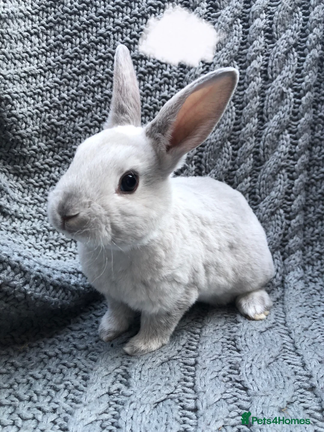 Rex rabbits for sale: Purebred Velvet Mini Rex Sable rabbits - Advert 2