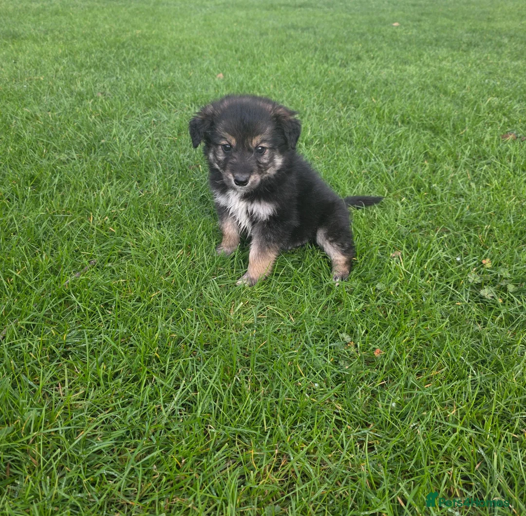 Golden Shepherd dogs for sale: Golden shepherd puppies  in Romford - Advert 7