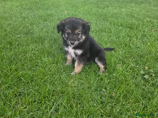 Golden Shepherd dogs Golden shepherd puppies - Advert 7