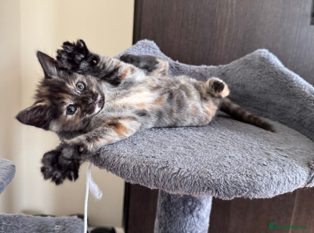 Mixed Breed cats for sale: 3 beautiful kittens for sale  - Image 7