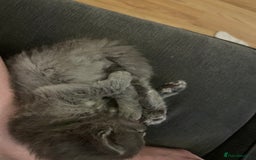 Ragdoll cats for sale: One beautiful blue boy Ragdoll x BSH - Image 6