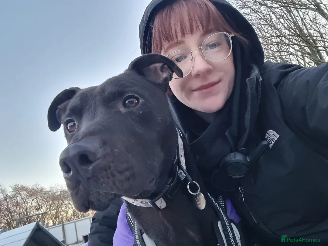 Mixed Breed dogs for adoption: Captain - Advert 4