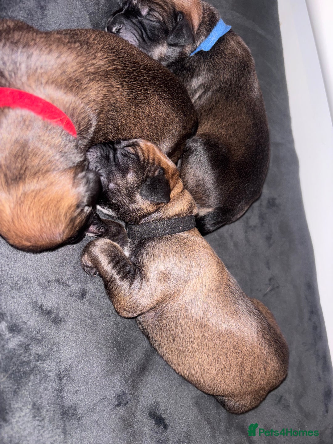 Mixed Breed dogs for sale: Saluki Bull Grey Puppies  - Image 19