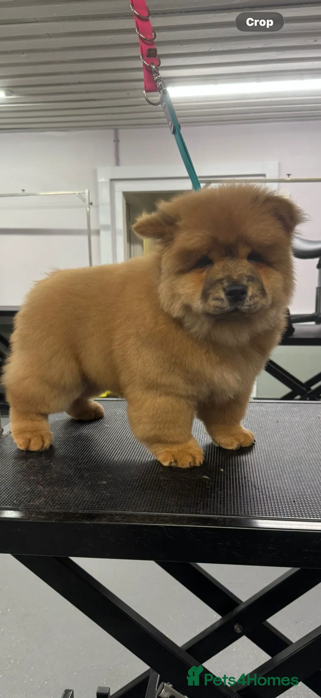 Chow Chow dogs for sale: Beautiful chow chow puppies  - Advert 5