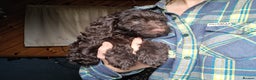 Cockapoo dogs for sale: Toy F1 Cockerpoo last chocolate boy  - Advert 15