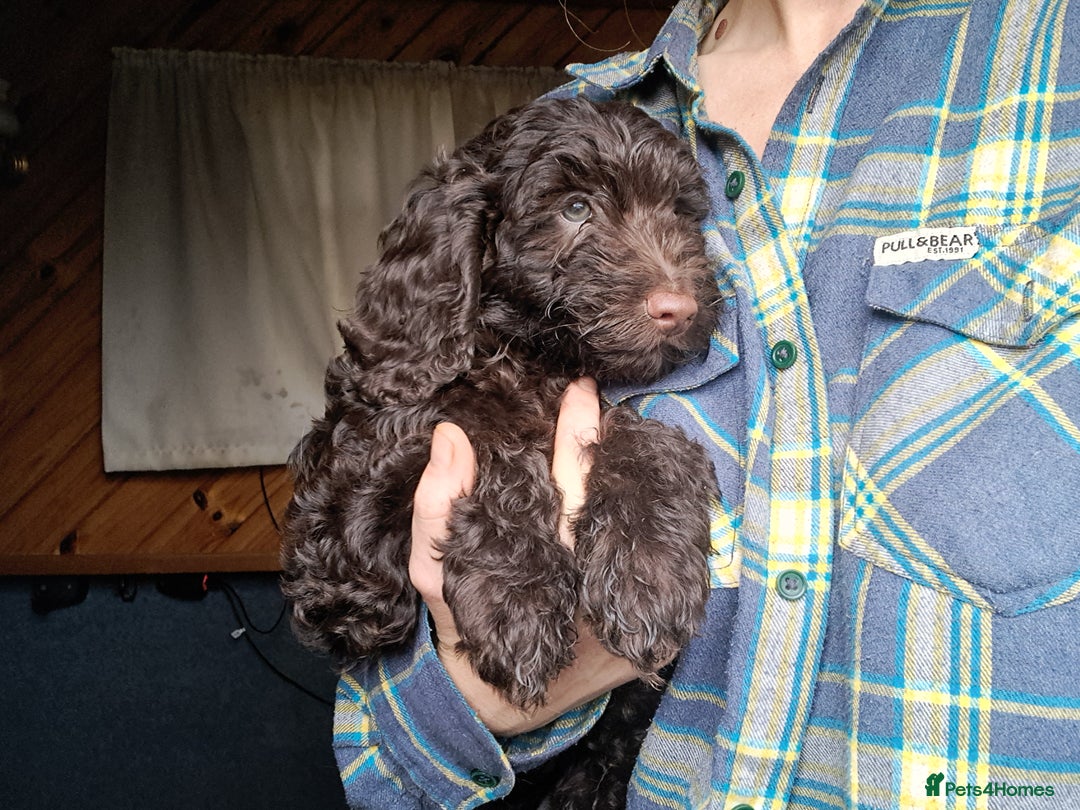Cockapoo dogs for sale: Toy F1 Cockerpoo last chocolate boy  - Advert 15