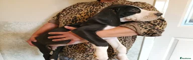 Great Dane 9