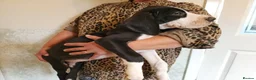 Great Dane dogs for sale: Championship Great Dane Pups  - Advert 7