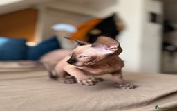 Sphynx cats for sale: Sweet Cream Sphynx Kitten looking for a family - Image 14