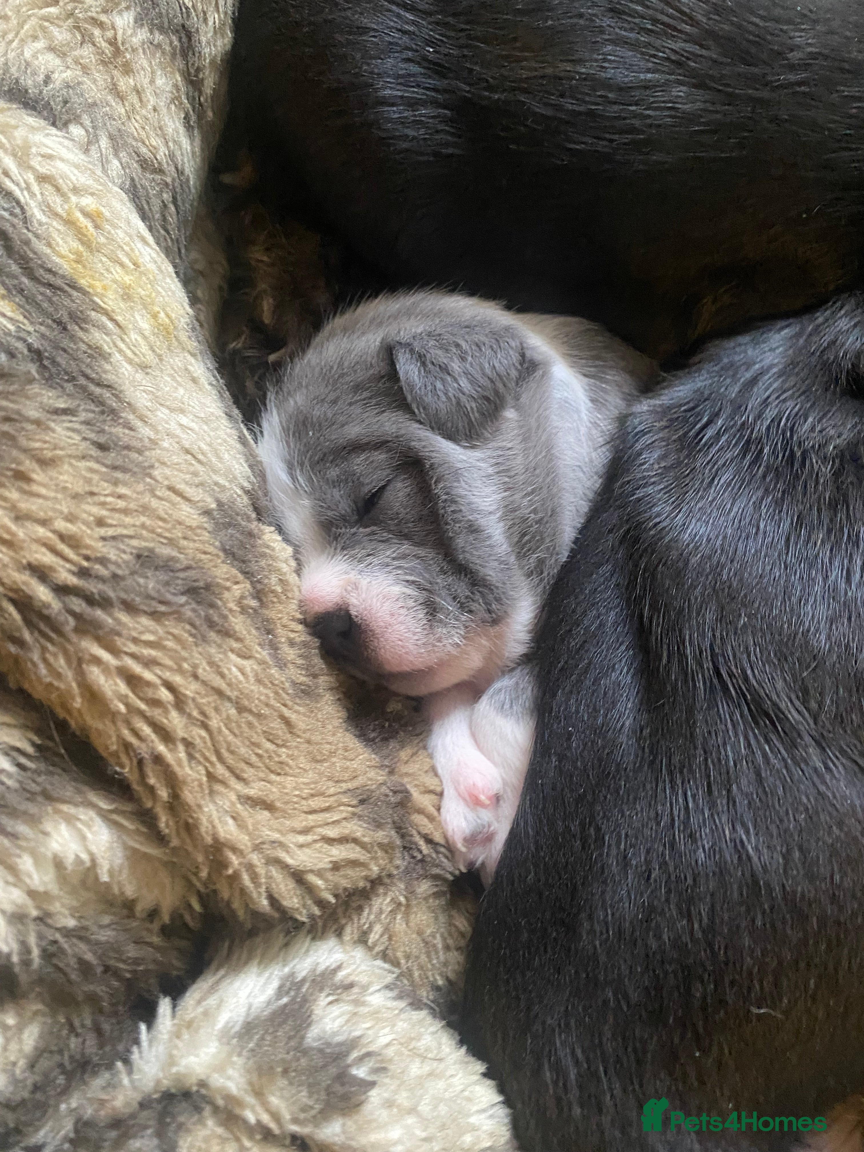 Mixed Breed dogs 3 puppy’s left  - Advert 1