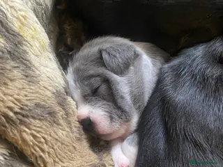 Mixed Breed dogs 3 puppy’s left - Advert 1