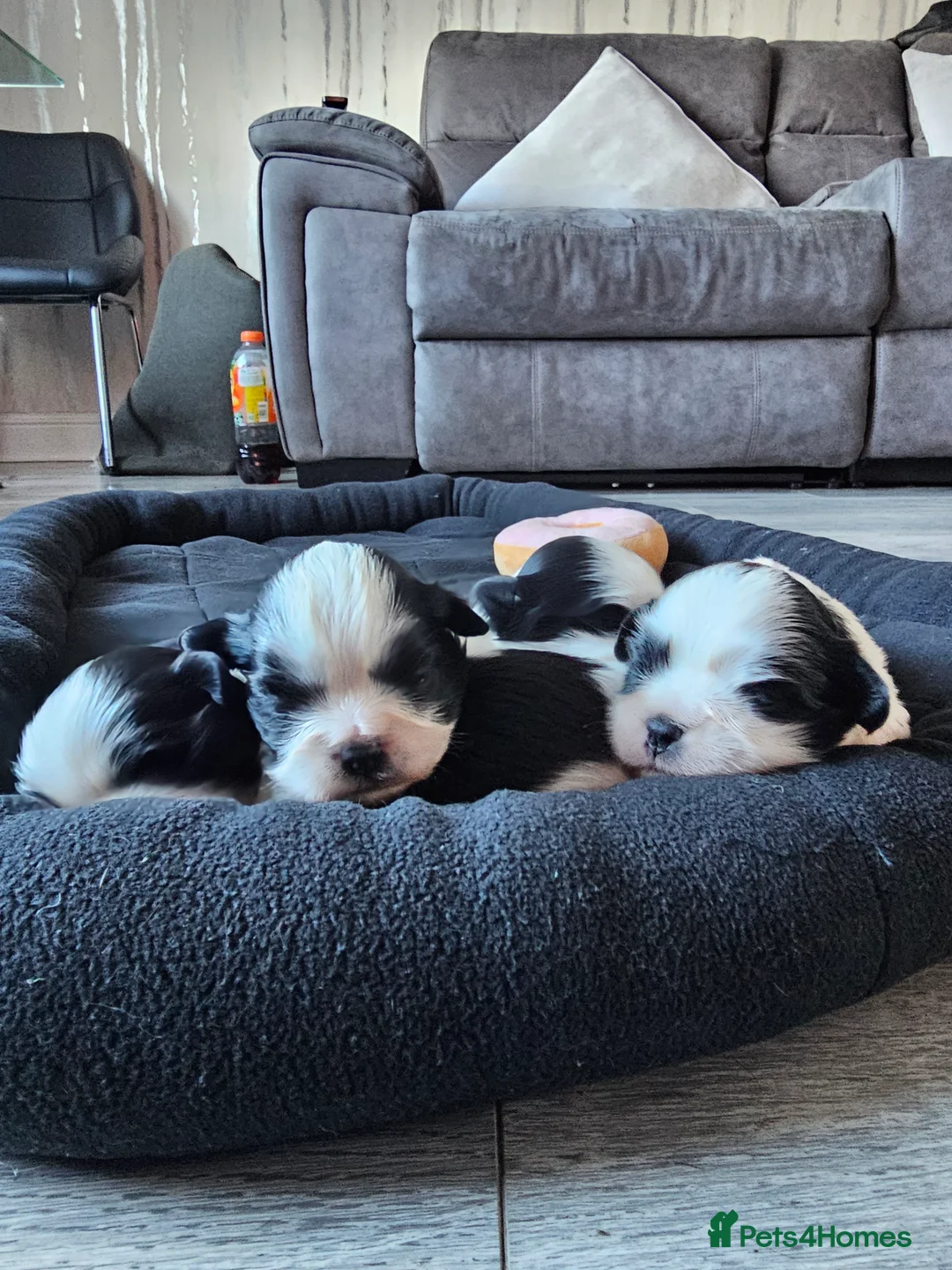 Lhasa Apso dogs for sale: Lhasa apso puppies fully KC REGISTERED  - Advert 10