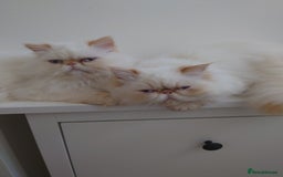 Persian cats for sale: Persian Kittens  - Image 20