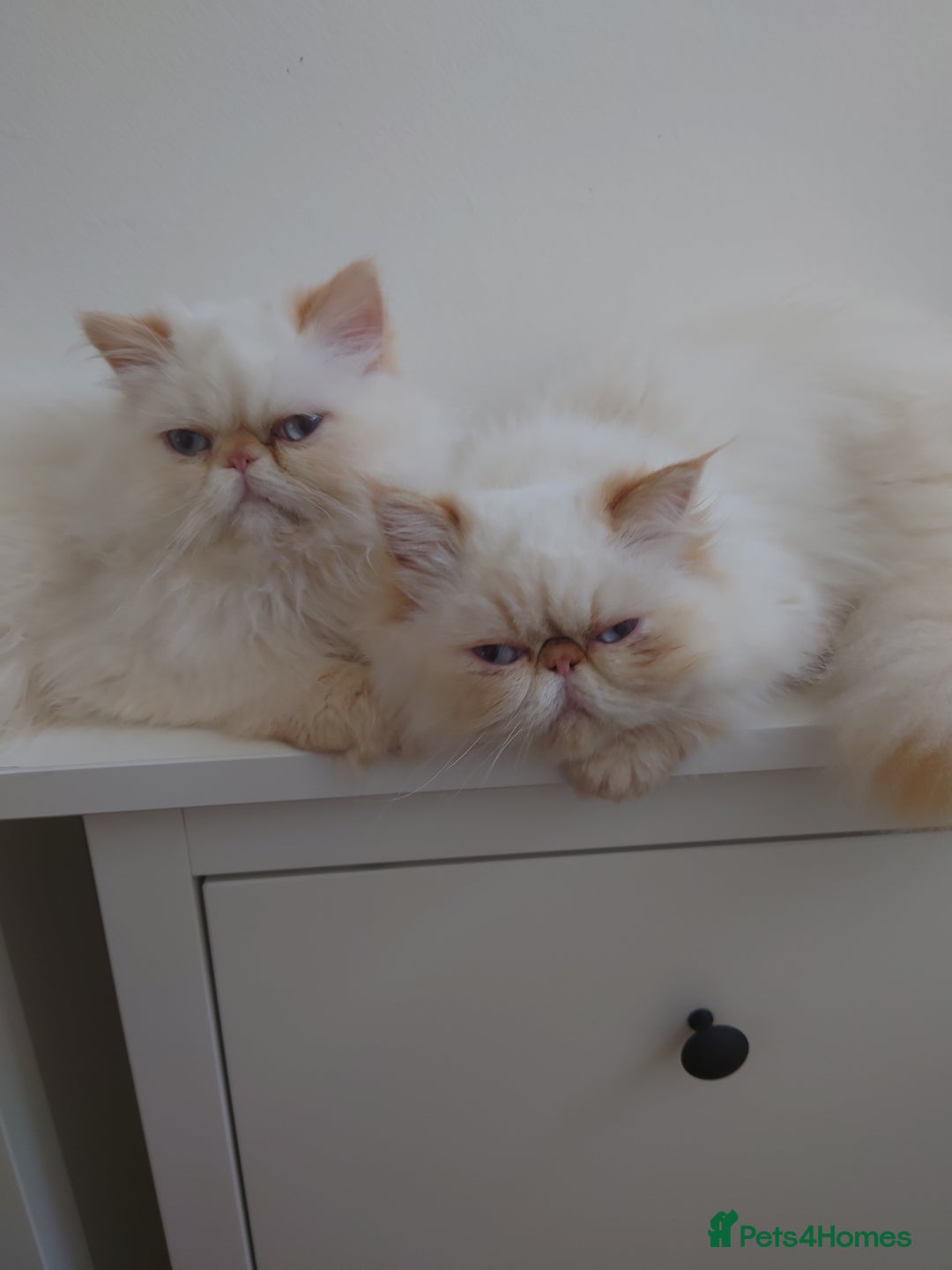 Persian cats for sale: Persian Kittens  - Image 20