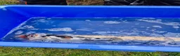 Koi Carp fish for sale: Pond clearance - Advert 9