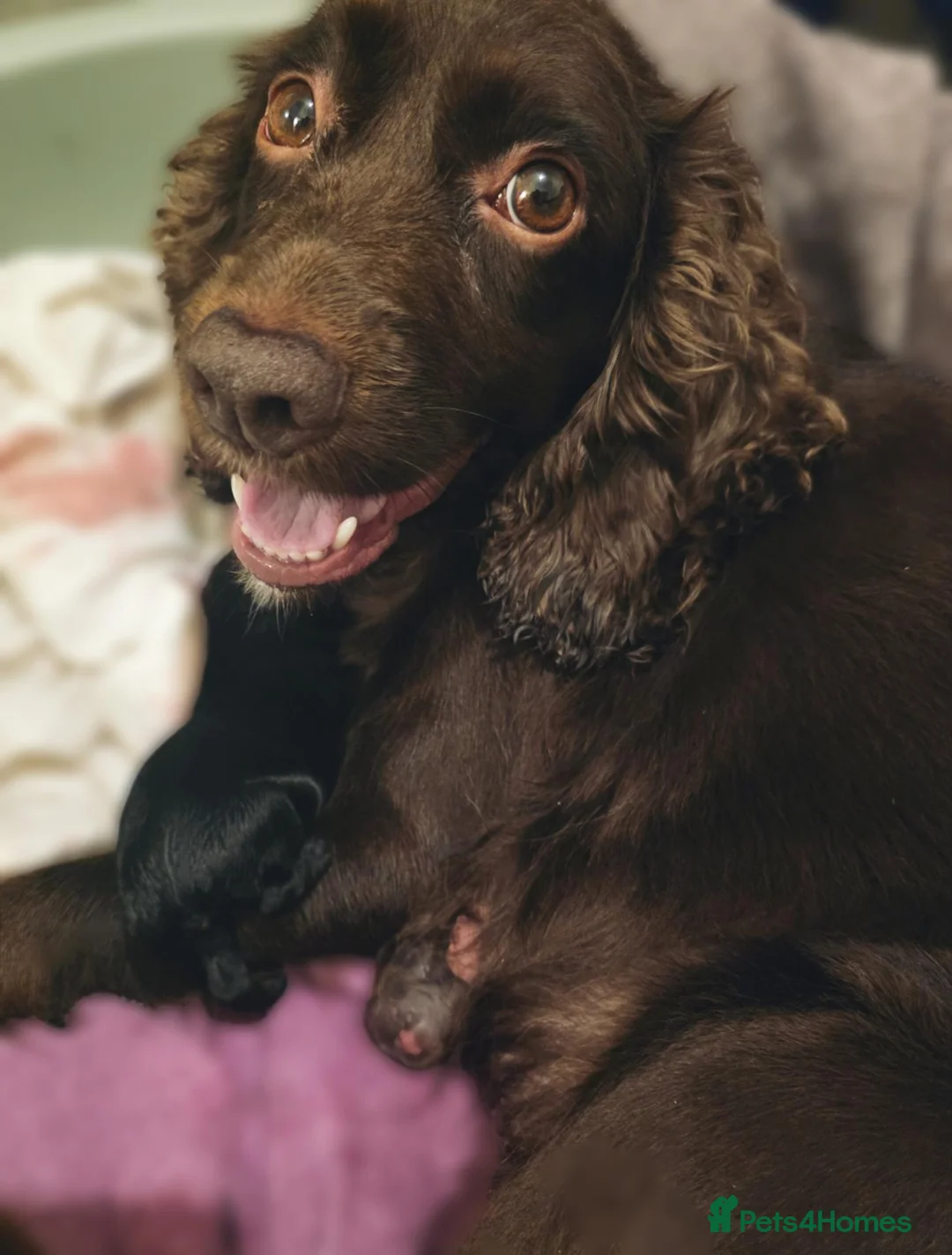 Cockapoo dogs for sale: 2 BOYS LEFT F1 Cockapoo Puppies in Redcar - Advert 1