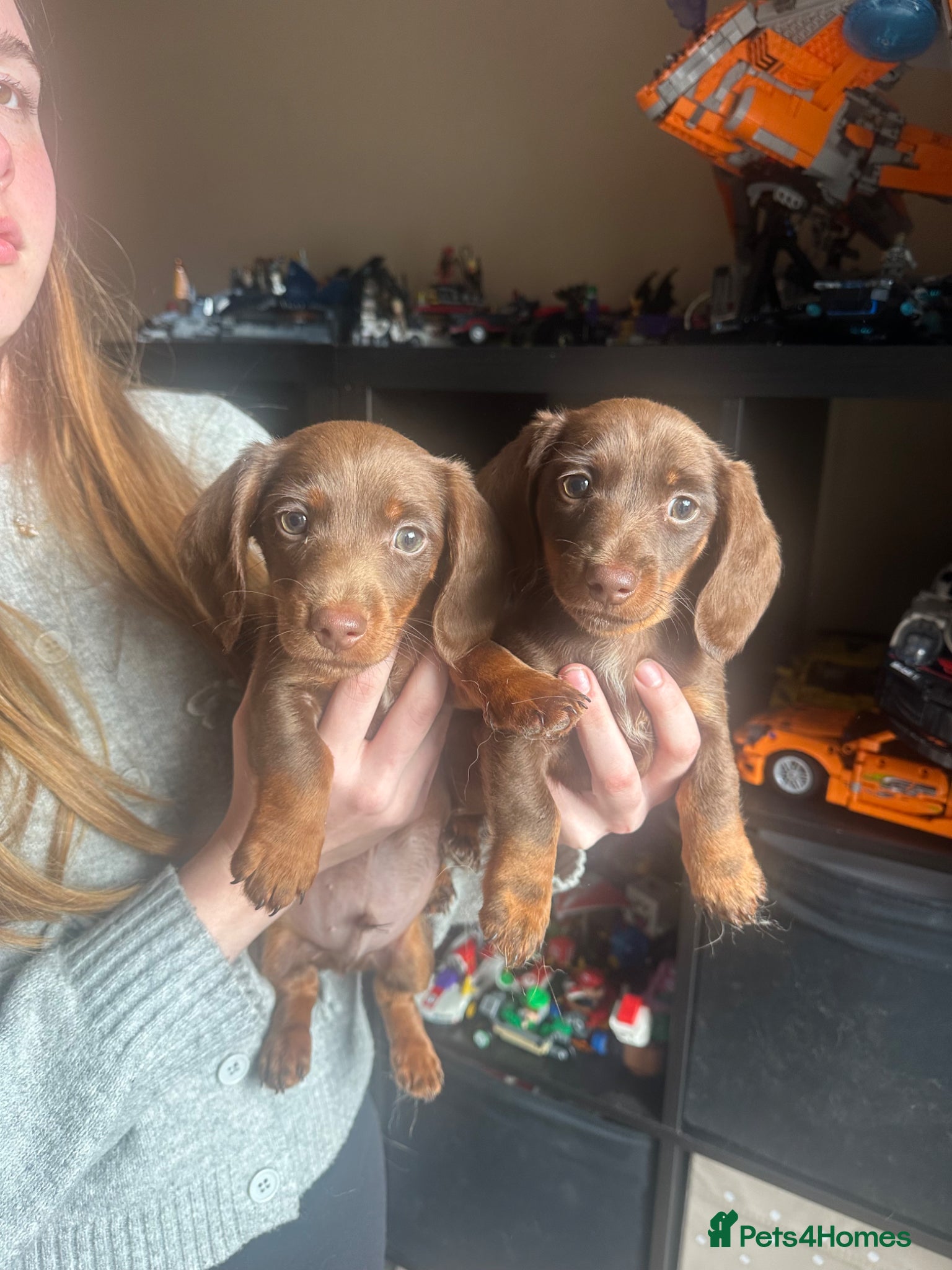 Miniature Dachshund dogs LAST TWO❤️Mini Dachshunds🌟😍 - Advert 2